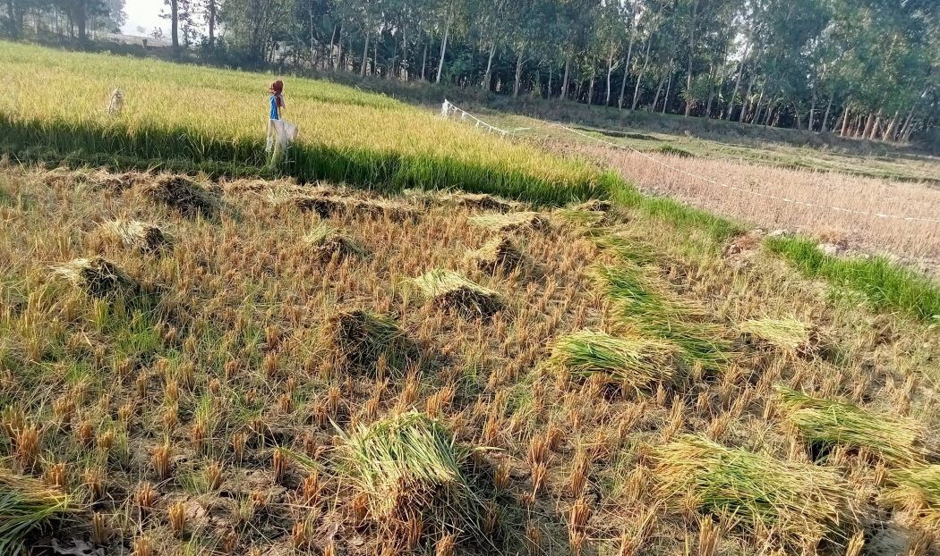 किसानलाई धान भित्र्याउन भ्याइनभ्याई
