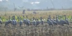 कैलालीमा रमाउँदै कर्‍याङकुरुङ