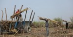 कैलालीका उखु किसानको बक्यौता खातामै पठाउने तयारी