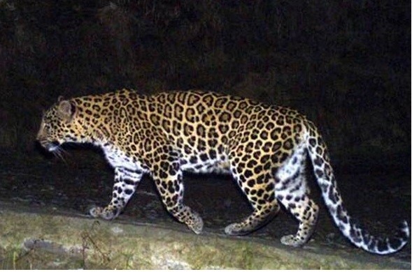 जब गाउँमा दिउँसै बाघ घुम्न थाल्यो.......