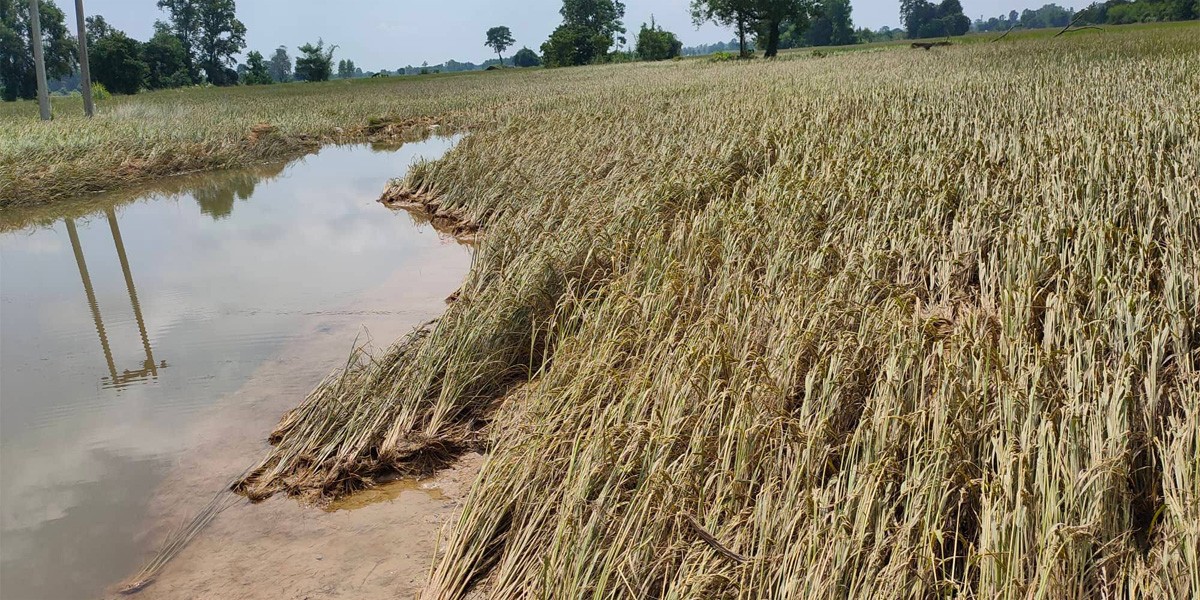 बाढीले धान बालीमा नोक्सान, किसान चिन्तित