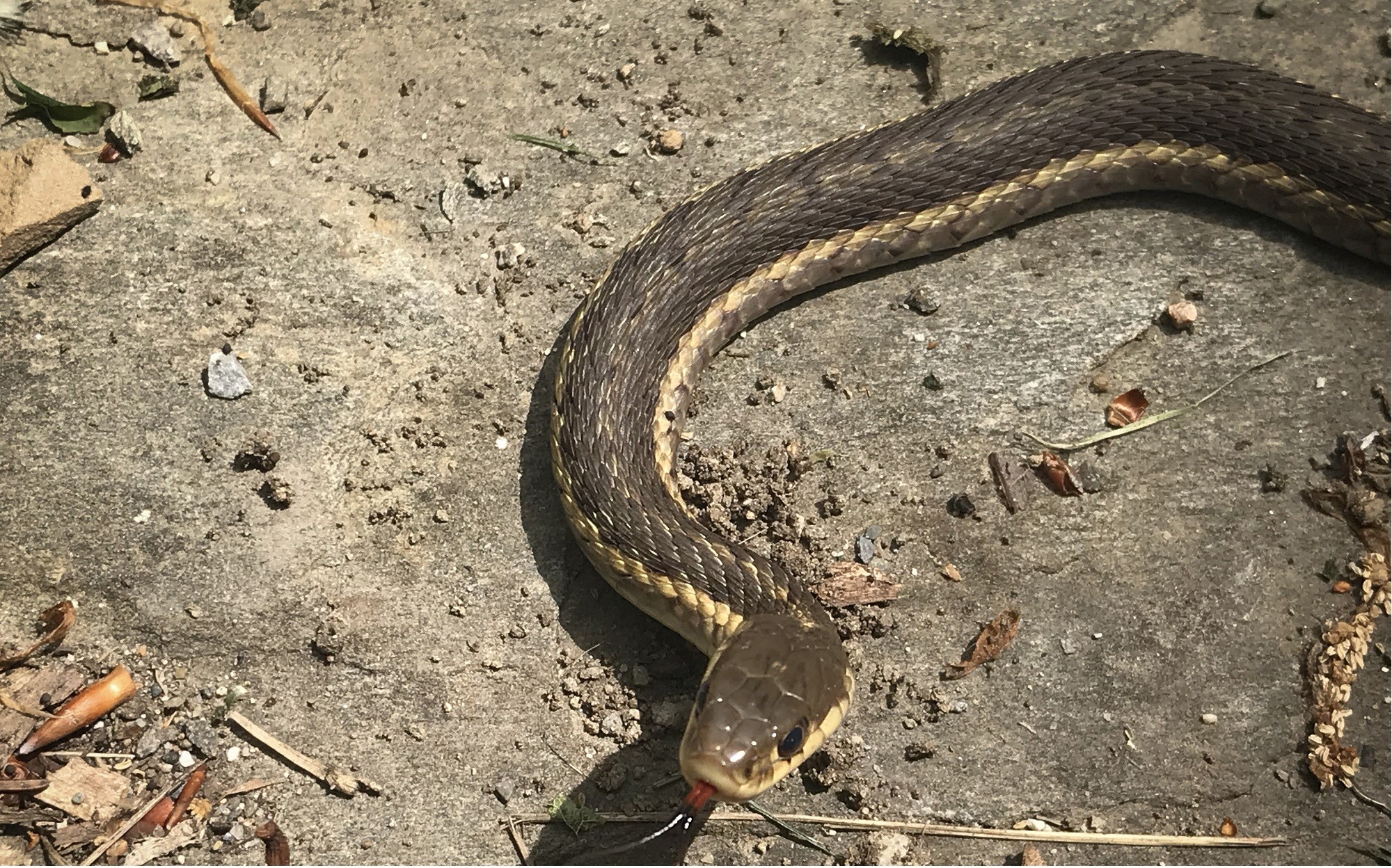 बाढी प्रभावित क्षेत्रमा सर्पको विगविगी