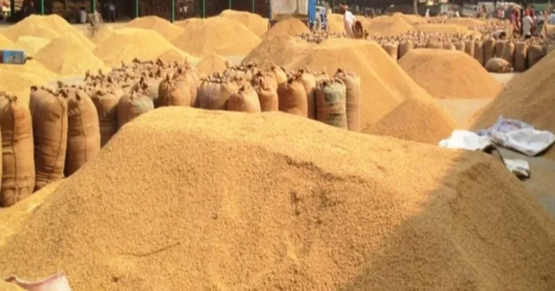खाद्यसंस्थानले धान खरिद गर्दै
