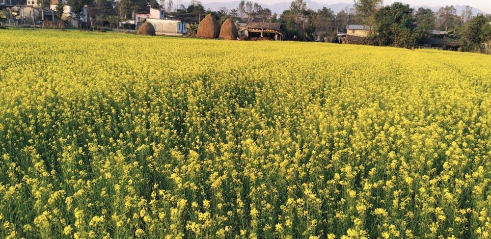 तोरीखेतीप्रति कैलालीका किसान आकर्षित