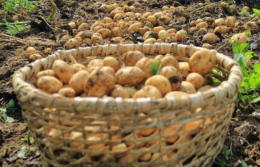 तरकारी खेतीबाट लगानी उठाउनै मुस्किल