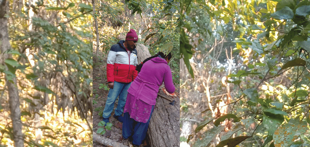 महिला नेतृत्वले फेरिएको सामुदायिक वन