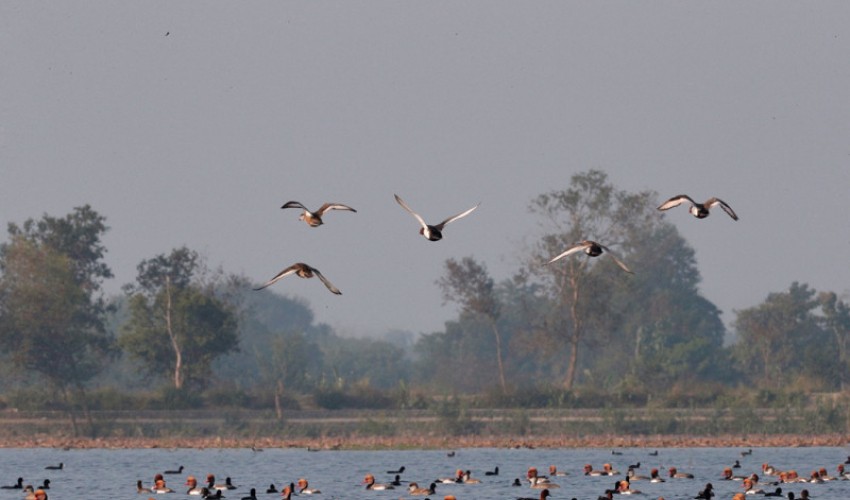 कैलाली र कञ्चनपुरमा जलपंक्षी गणना सुरु