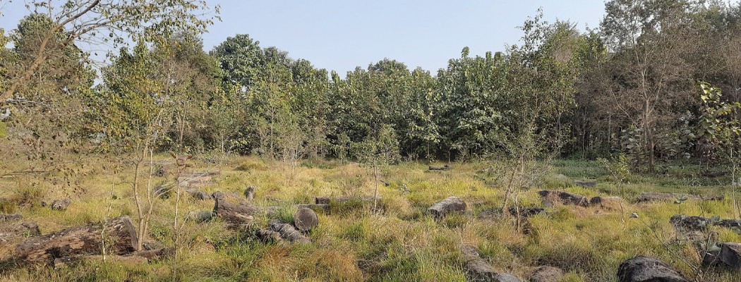 टीकापुरमा सड्दै सङ्कलित काठ