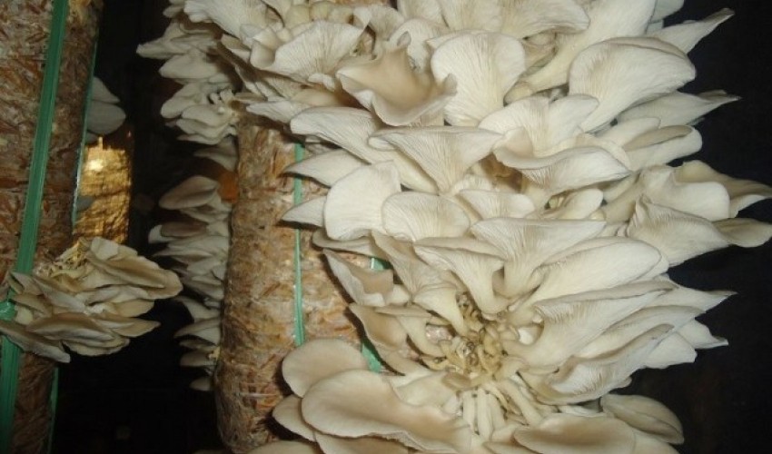 कञ्चनपुरका युवा च्याउ खेतीबाट राम्रो आम्दानी लिँदै