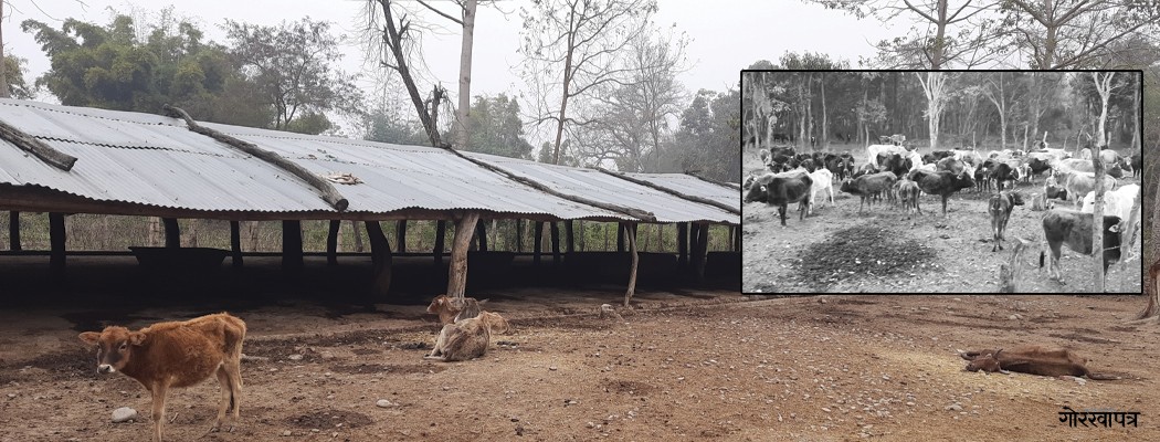 गौशालामै गाई भोकै