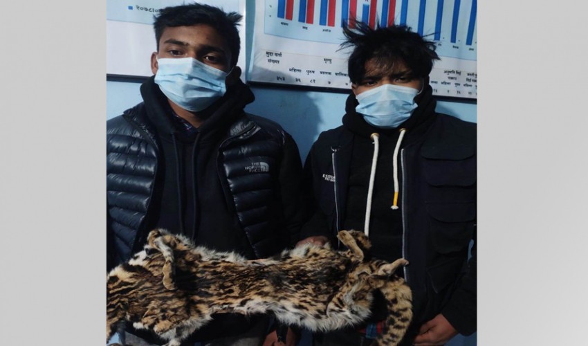 बाघको छालासहित दुई जना पक्राउ