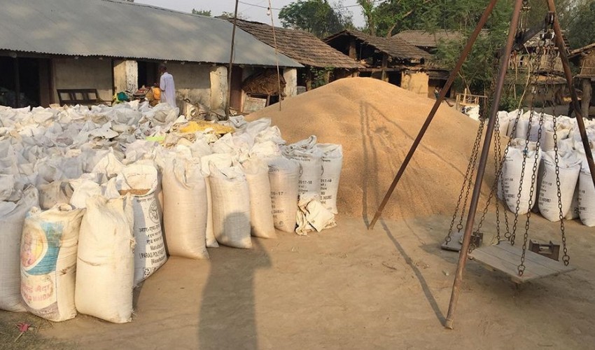 सरकारले तोक्यो गहुँको समर्थन मूल्य