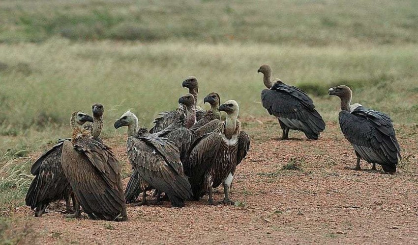 संरक्षण नहुँदा गिद्ध सङ्कटमा