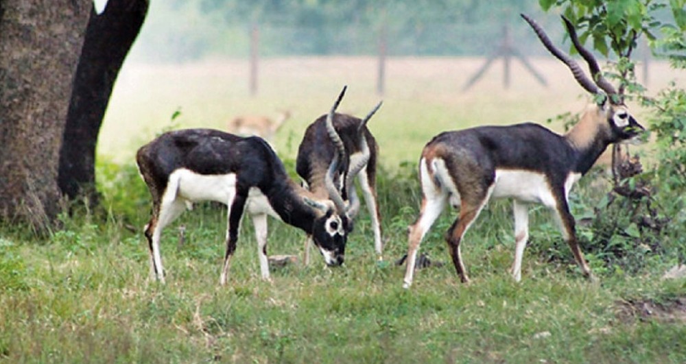 शुक्लाफाँटामा बढ्दै कृष्णसार