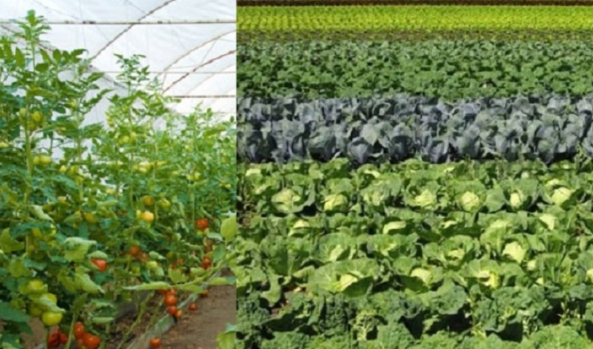 तरकारी खेतीबाट वर्षेनी लाखौँको आम्दानी