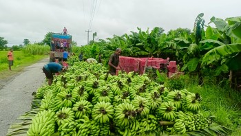 अर्बौंको नेपाली केरा बारीमा सड्दैः भारतीय केरा छ्याप्छ्याप्ती