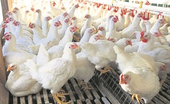 मरेको ब्रोइलर खाँदा दुई बालकको मृत्यु