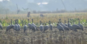 कैलालीमा रमाउँदै कर्‍याङकुरुङ