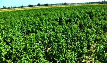 कैलालीका किसान मेन्था खेतीमा आकर्षित