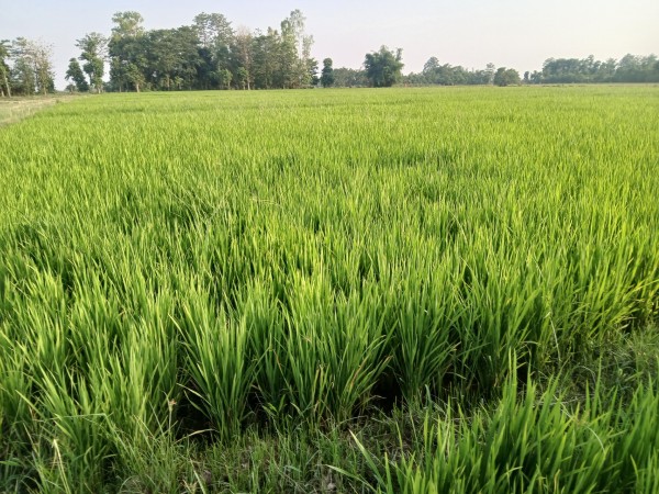 जलवायु संकटसँग जुध्न खेती प्रणाली परिवर्तन