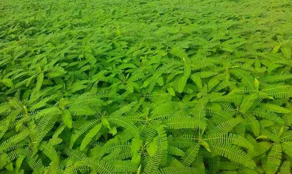 उत्पादन बढाउन रासायनिक मलको विकल्पमा ‘ढैंचा’