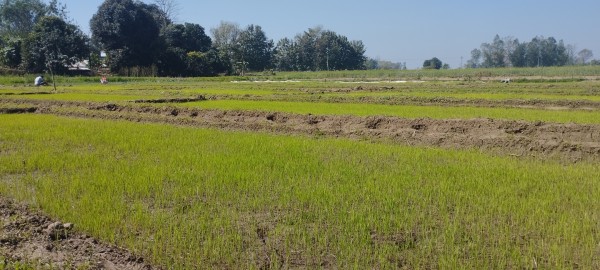 आज असार १५ः सुदूरपश्चिममा ४५ प्रतिशत मात्रै धान रोपाइँ