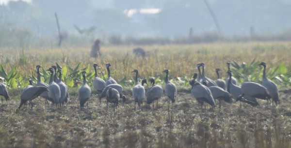 कैलालीमा रमाउँदै कर्‍याङकुरुङ