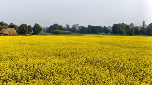 कैलालीका किसान तोरी खेतीतर्फ आकर्षित