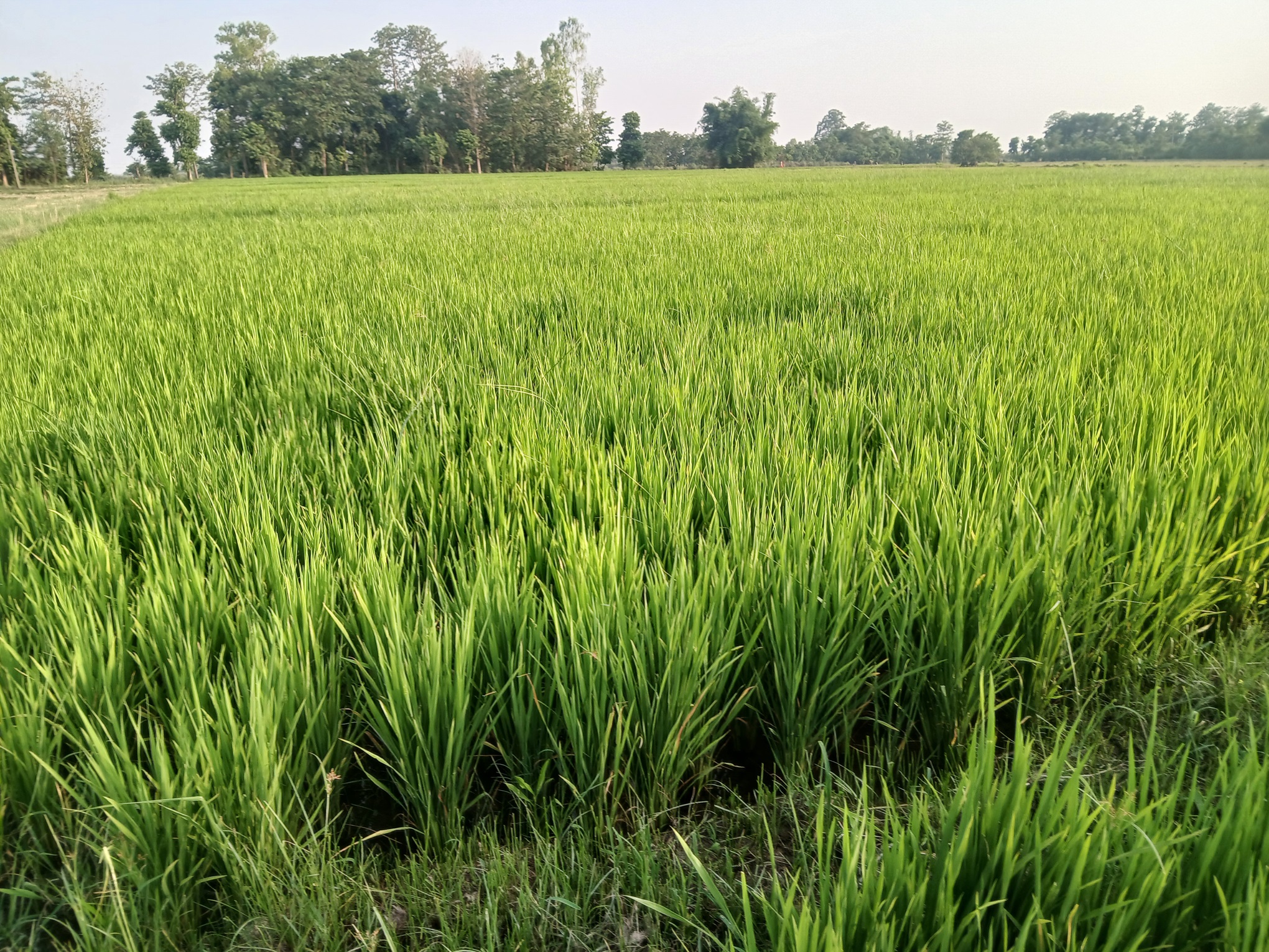 जलवायु संकटसँग जुध्न खेती प्रणाली परिवर्तन