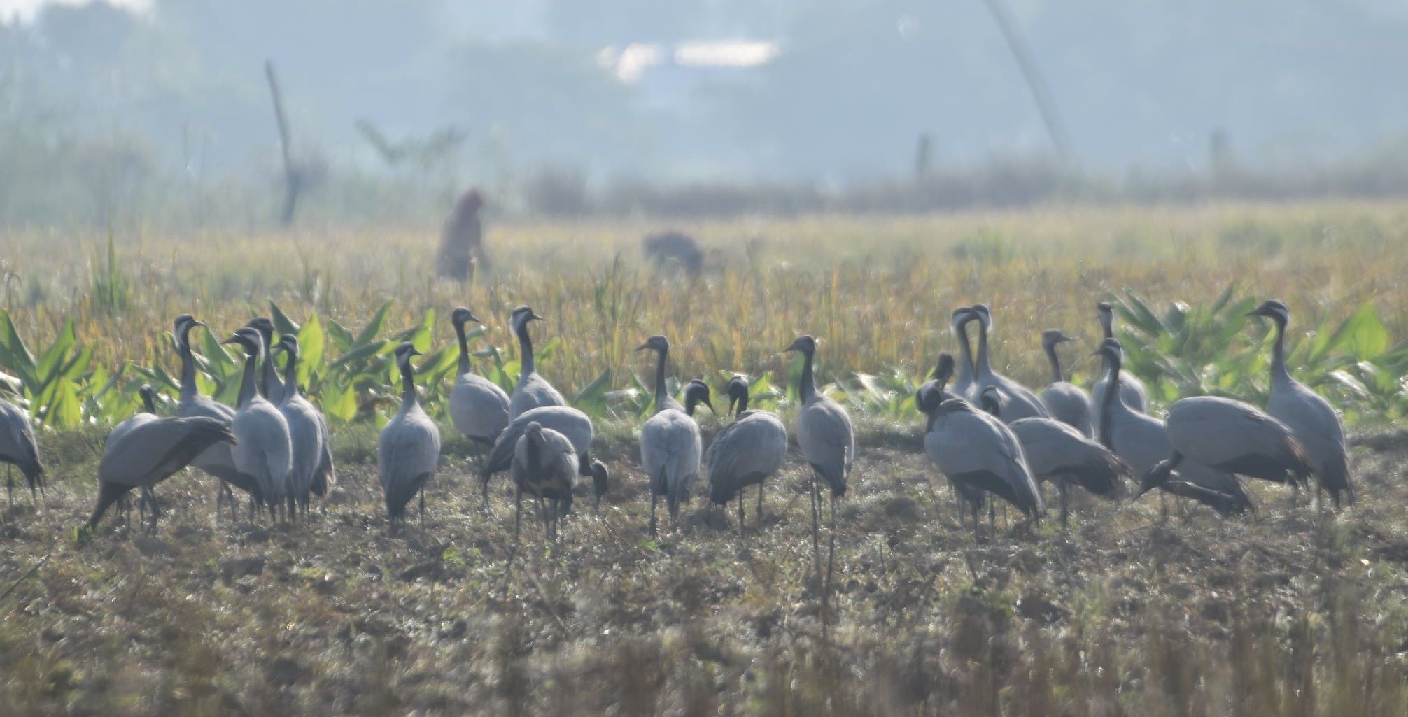 कैलालीमा रमाउँदै कर्‍याङकुरुङ