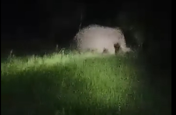 टीकापुरमा जंगली हात्तीको आतंकः स्थानीय त्रसित