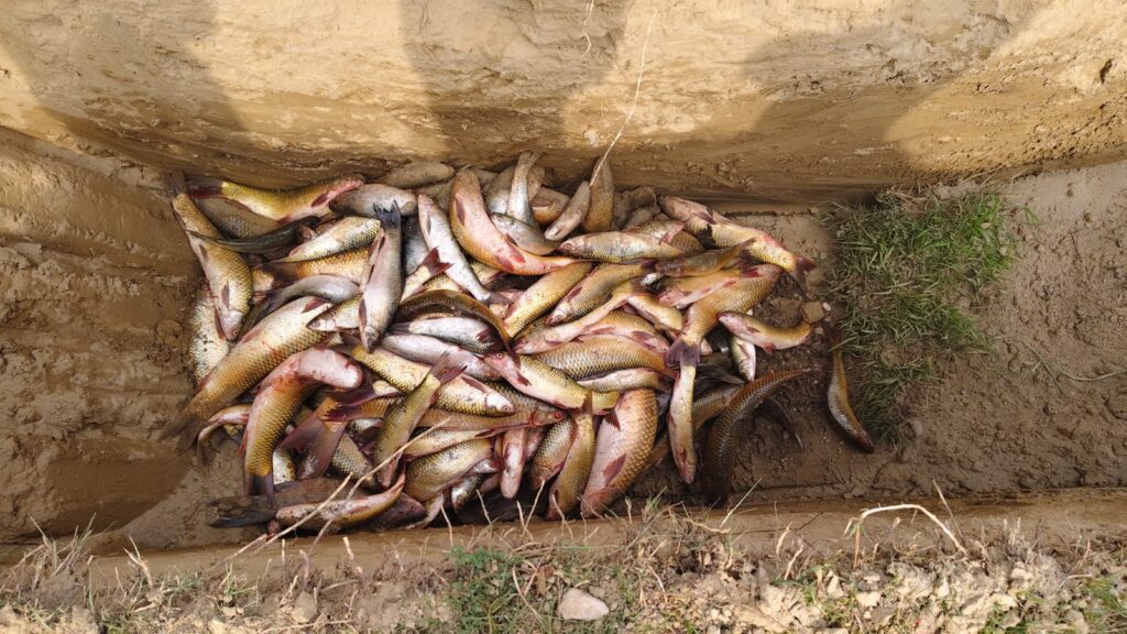 भारतबाट ल्याउँदै गरेका अवैध माछा नष्ट