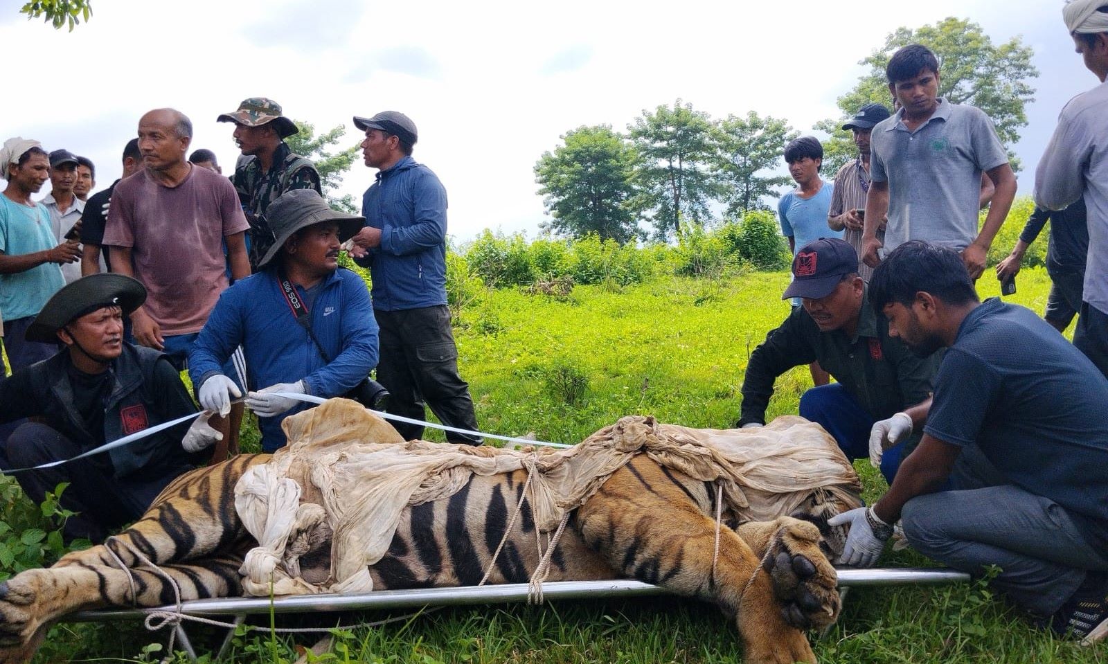 बस्ती छिरेको पाटेबाघ नियन्त्रणमा